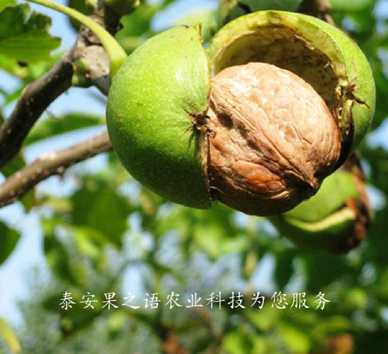 6公分核桃樹批發(fā)商、5cm核桃樹2018新報(bào)價(jià)