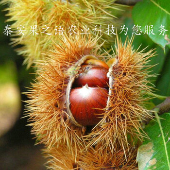 九江黄棚板栗树苗种类繁多质优