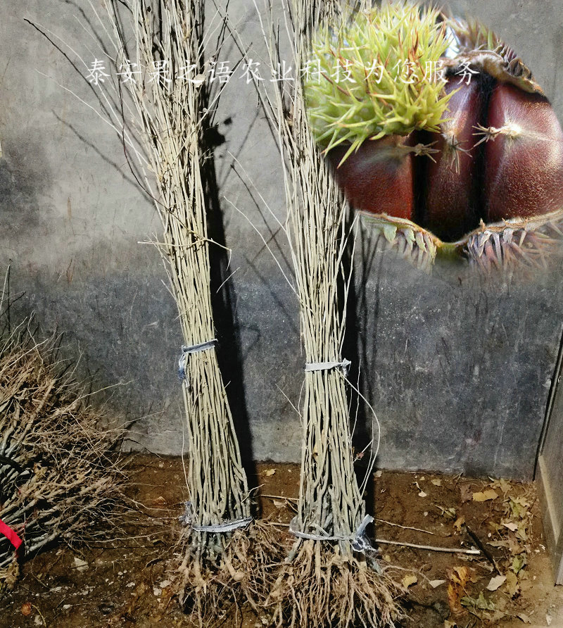 海西6cm板栗树苗种植技术订购热线