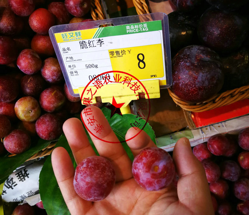 芙蓉李子苗批发 \日照芙蓉李子苗