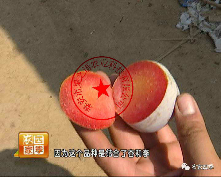 南川红宝石李树苗品种有哪些2018报价