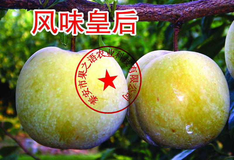 台东县8cm李子树品种订购热线