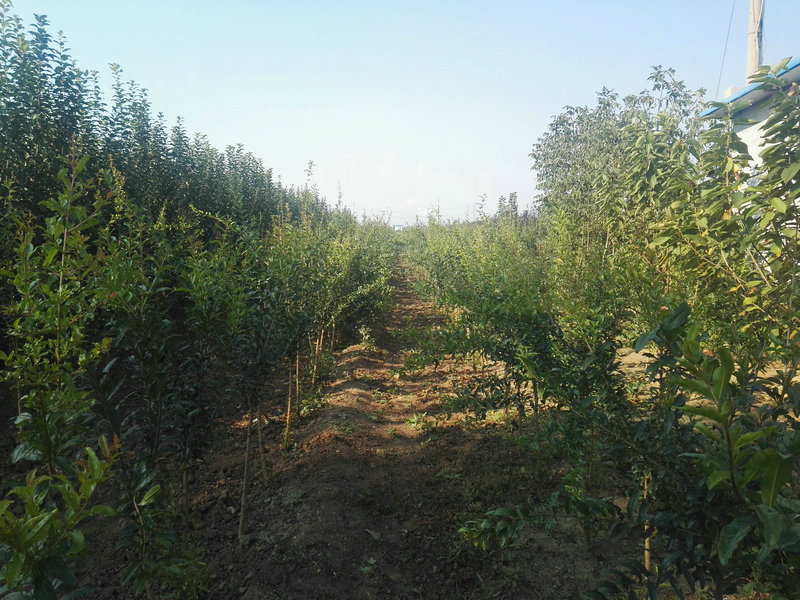 酸石榴苗主产区欢迎您，鞍山酸石榴苗