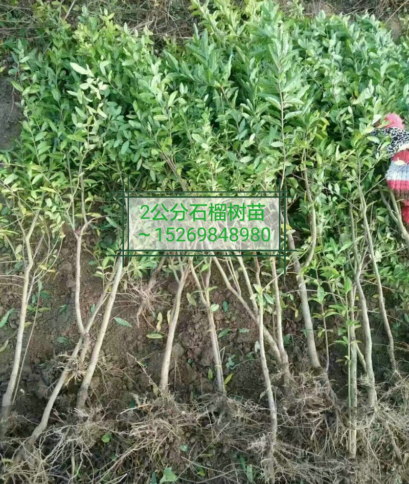 泰山红石榴树苗定购热线，吐鲁番泰山红石榴树苗