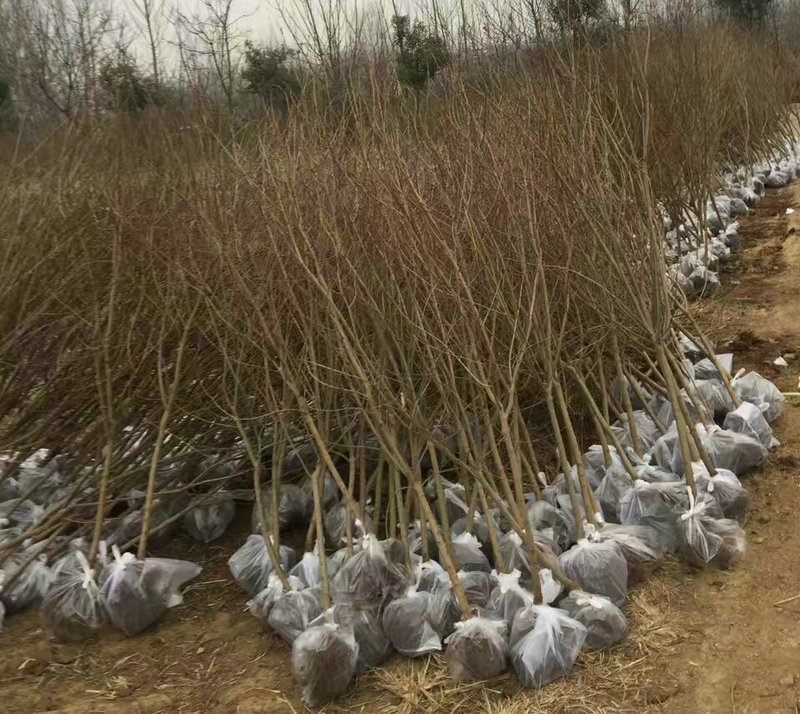 无籽石榴树供应，北京周边无籽石榴树