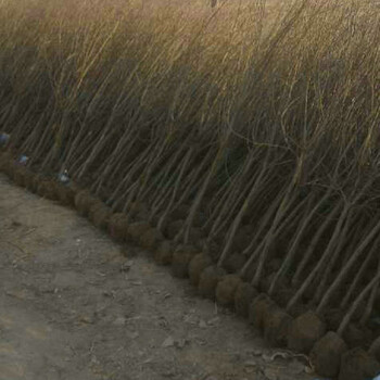 观赏石榴树价格种植基地，密云观赏石榴树价格