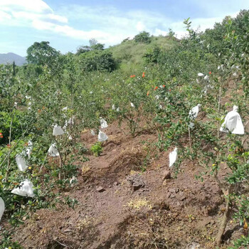 3公分石榴树苗培育基地、钦州10公分石榴树种植管理