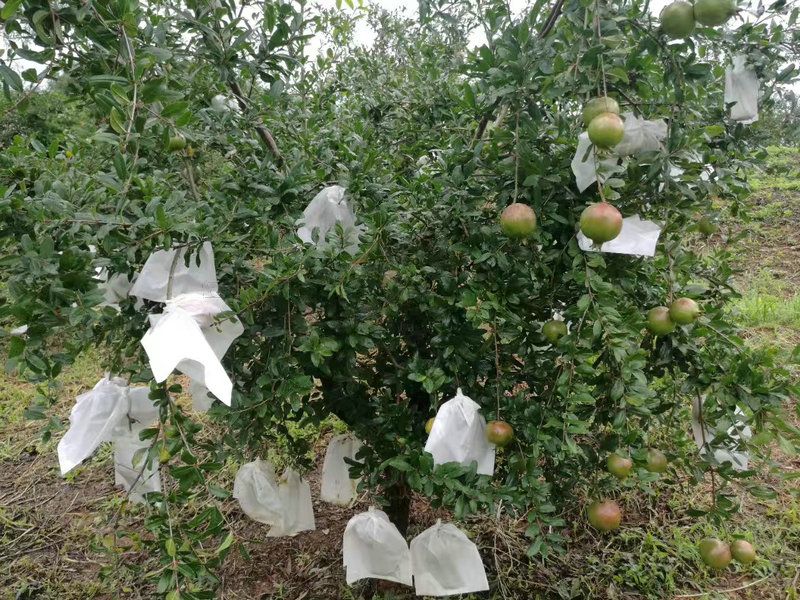 观赏石榴苗价格批发商，阳江观赏石榴苗价格