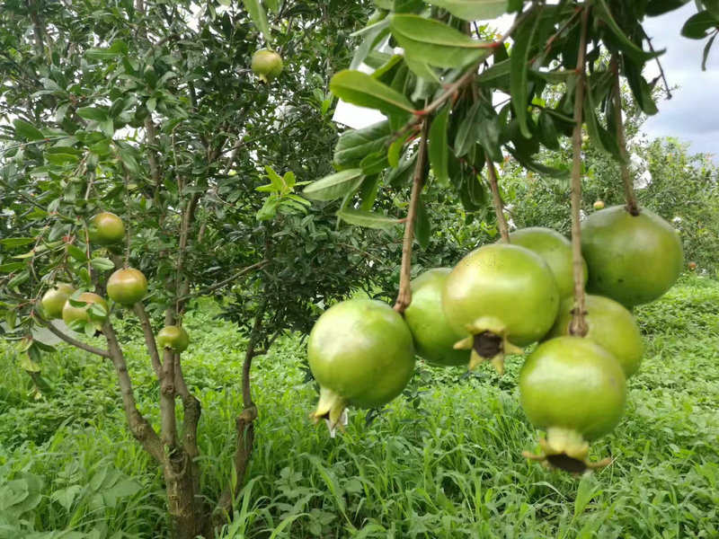 黑籽甜石榴种植时间，通化黑籽甜石榴