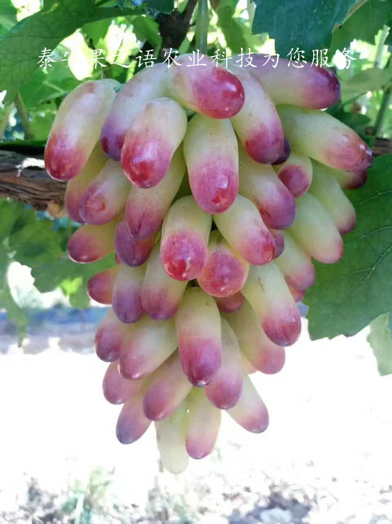 南充黄蜜葡萄树苗品种质优