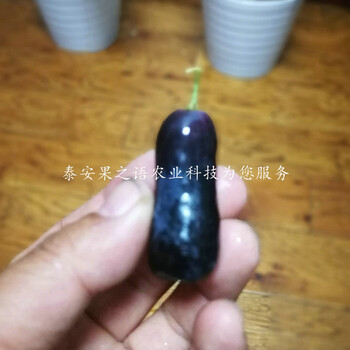 长葛美人指葡萄苗哪里有卖订购热线