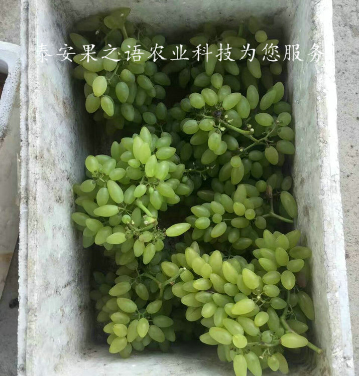 广州妮娜皇后葡萄树苗供应商2018报价