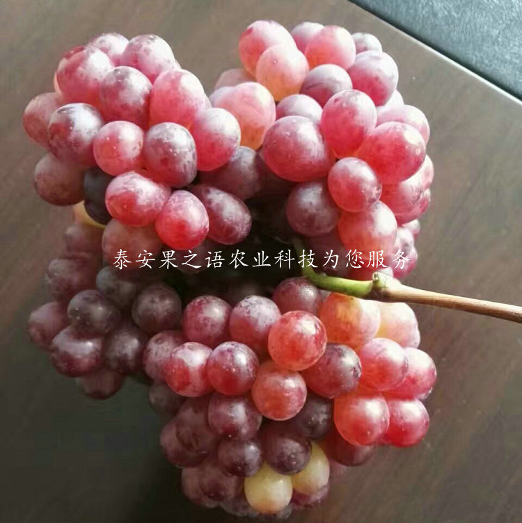 石柱无核白鸡心葡萄树苗品种有哪些电话