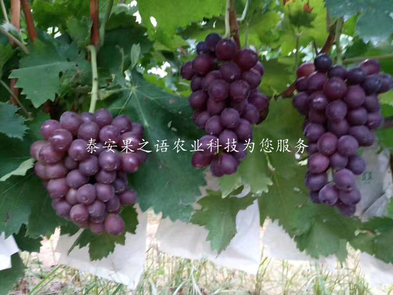 上海周边玲珑指葡萄树苗哪里的好质优