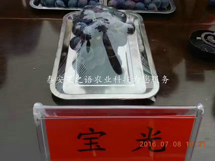 上海周边辽峰葡萄树苗销售电话