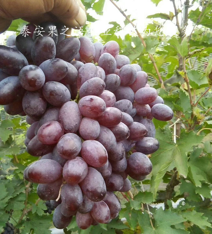 庆阳天山葡萄葡萄树苗主产区欢迎您订购热线