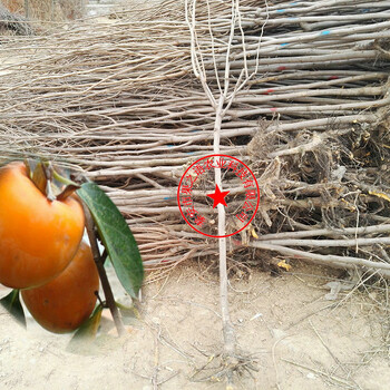 磨盘柿子苗、5cm柿子树_5cm柿子树基地