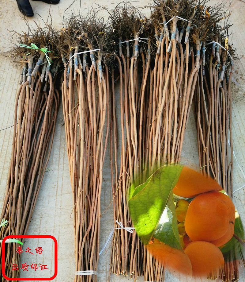 甜柿树苗、2公分柿子苗种植技巧
