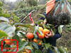日本甜柿子苗垂询电话日本甜柿子苗品种