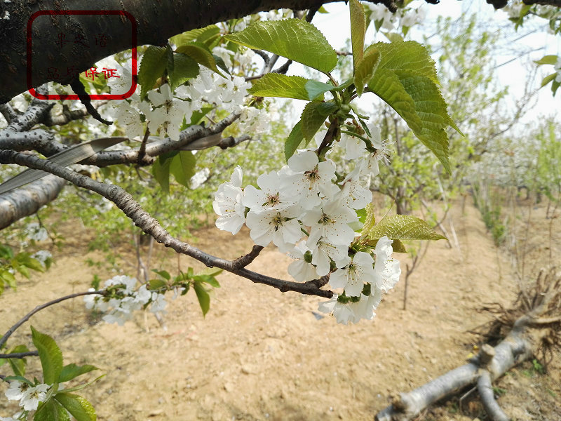 内呼伦贝尔秦林樱桃树种植基地2018报价