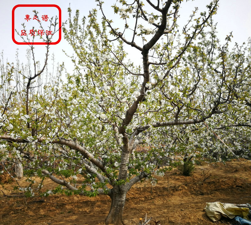 山西长治泰彤樱桃树种类繁多质优
