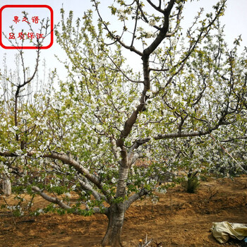 青海西寧Summit櫻桃樹(shù)品種咨詢電話