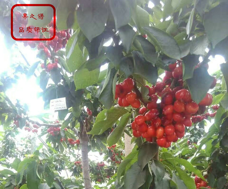 湖南長沙8-129櫻桃樹基地供應(yīng)質(zhì)優(yōu)