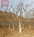 甘肃兰州水晶樱桃树量大从优质优价廉