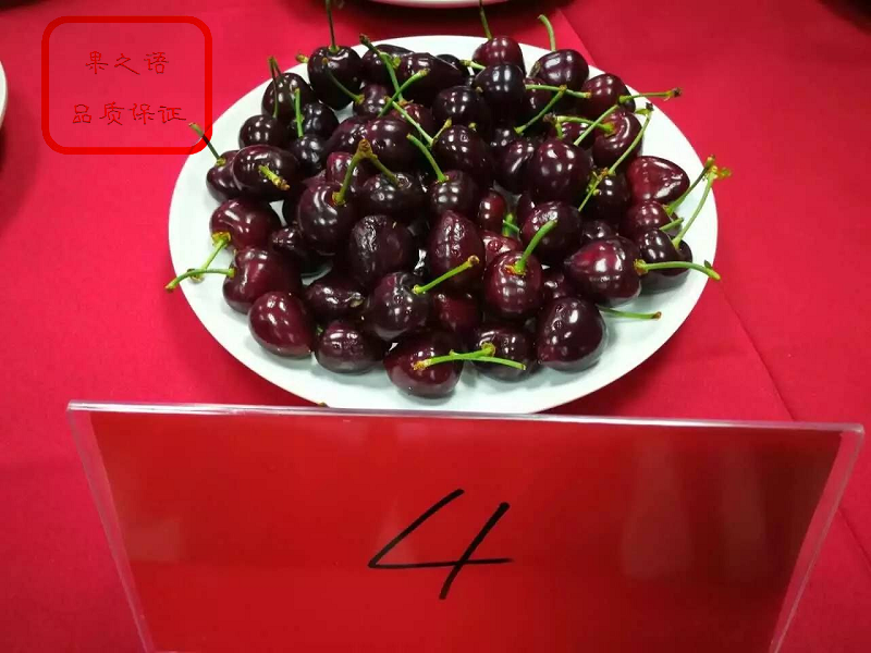 安徽滁州乌克兰樱桃树现货订购热线