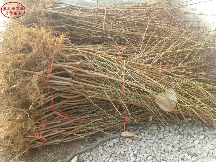 河源4公分桃樹培育基地電話