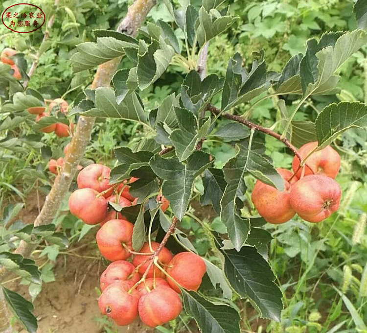 阳江1cm山楂苗种植技术电话