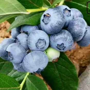 北蓝蓝莓苗、北极星蓝莓苗的育苗技术