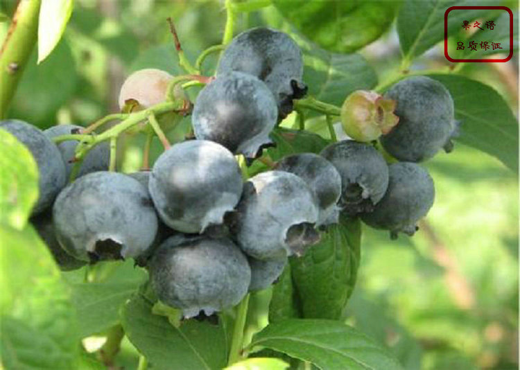 晚蓝蓝莓苗、乡铃蓝莓苗品种有哪些