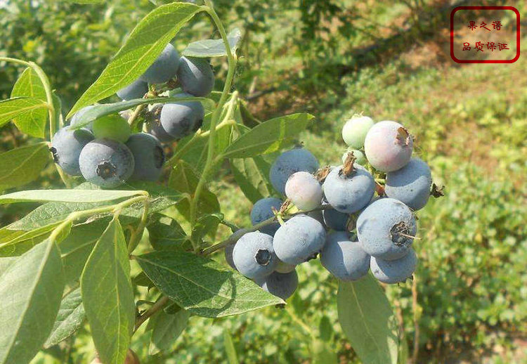 蓝塔蓝莓苗、艾克他蓝莓苗种类繁多