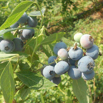 维口蓝莓苗、贵蓝蓝莓苗种植基地