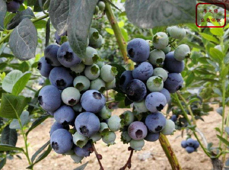 齐佩瓦蓝莓苗、珠宝蓝莓苗一亩栽多少棵