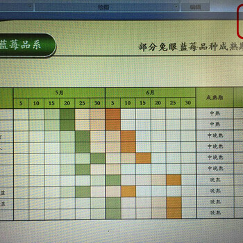 夏普蓝蓝莓苗、蓝莓苗哪里的好