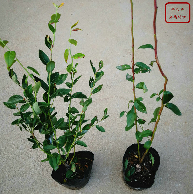乌达德蓝莓苗、半高丛蓝莓苗的育苗技术