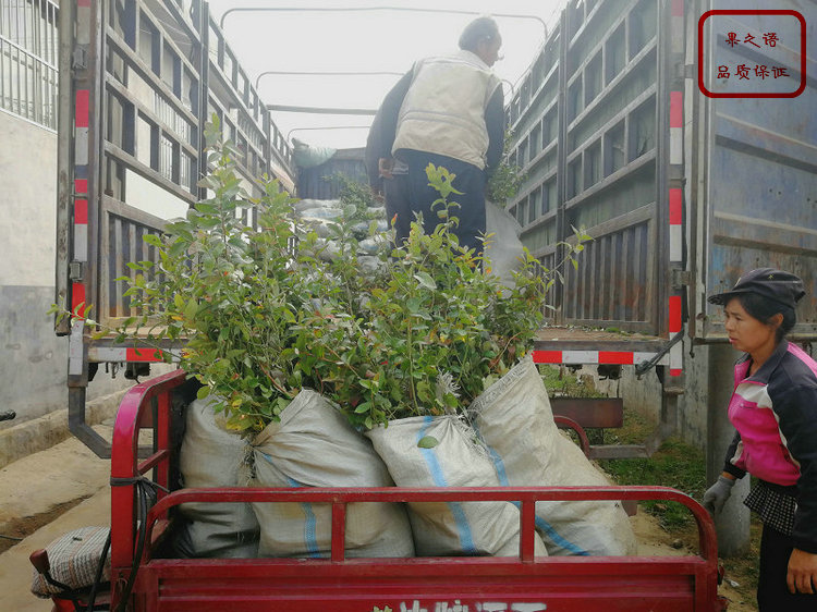 帽盖蓝莓苗、陶柔蓝莓苗种植技术