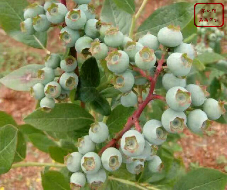 矮丛蓝莓苗、灿烂蓝莓苗种类繁多