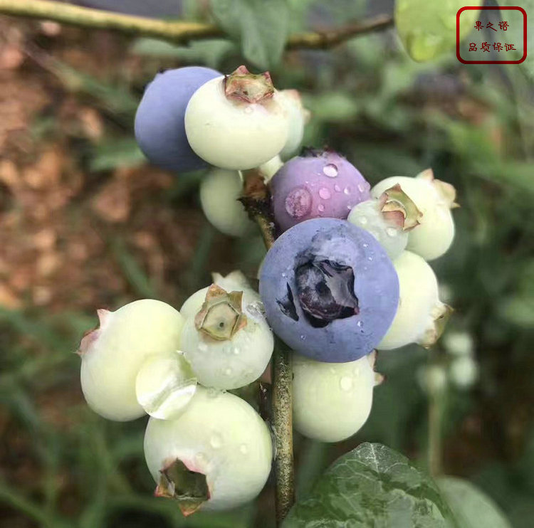 钱德勒蓝莓苗、北空蓝莓苗技术指导