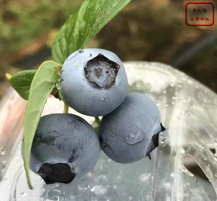 帽盖蓝莓苗、陶柔蓝莓苗种植技术