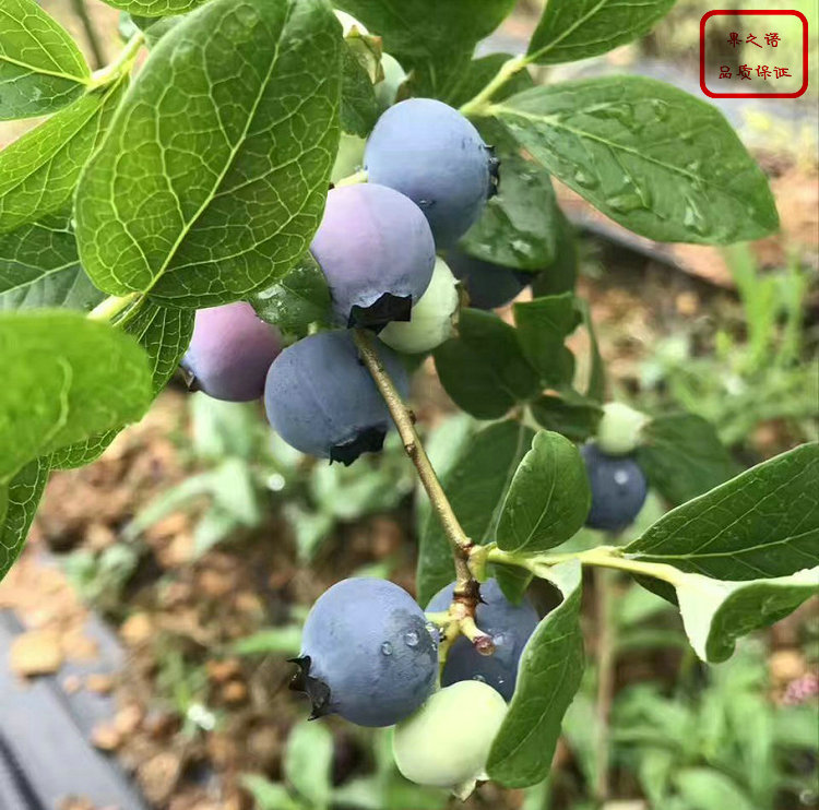 钱德勒蓝莓苗、沃农蓝莓苗新品种