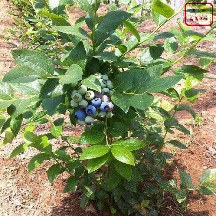 莱克西蓝莓苗、莱克西蓝莓苗种植技术