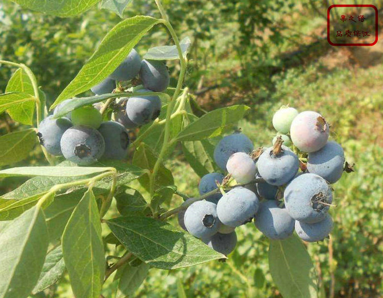 乔治宝石蓝莓苗、陶柔蓝莓苗种植基地