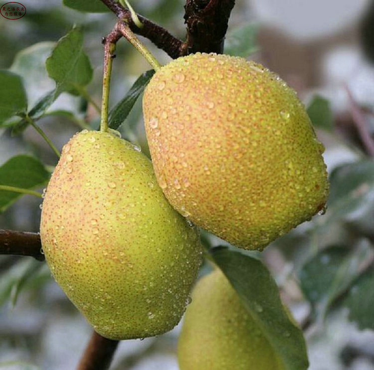 日本蜜梨梨苗、湖南5公分梨苗种类繁多