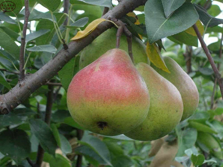渝中苹果梨树，苹果梨树的育苗技术