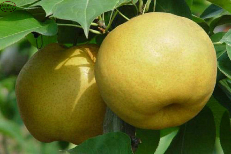 西宁3公分梨苗，3公分梨苗种类繁多