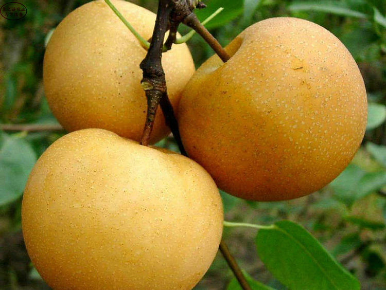 日本蜜梨梨苗、湖南5公分梨苗种类繁多
