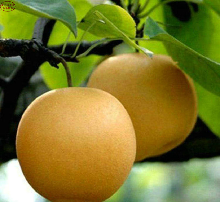 中梨4号梨树苗、海南京白梨树苗品种